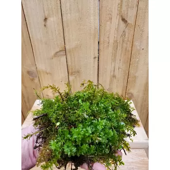 Tetraphis Pellucida Moss, Living, Fresh, Gallon Bag Great for Terrariums!